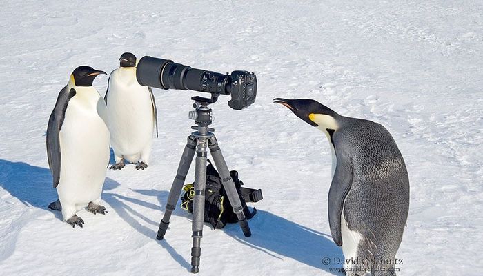 かわいすぎる 逆に写真をとってくれる 8匹の動物カメラマン 入学 新生活 入学準備 新生活 マイナビ 学生の窓口