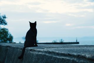 魔女宅のジジが大人気 ジブリ映画に出てくる飼いたい動物ランキング 大学入学 新生活 学生トレンド 流行 マイナビ 学生の窓口