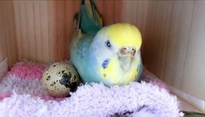 親鳥の直感 セキセイインコがウズラの卵ひとつを選んで温めたところ 大学入学 新生活 学生トレンド 流行 マイナビ 学生の窓口