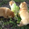 ３匹の子犬がおいしい白菜の争奪戦だワン！