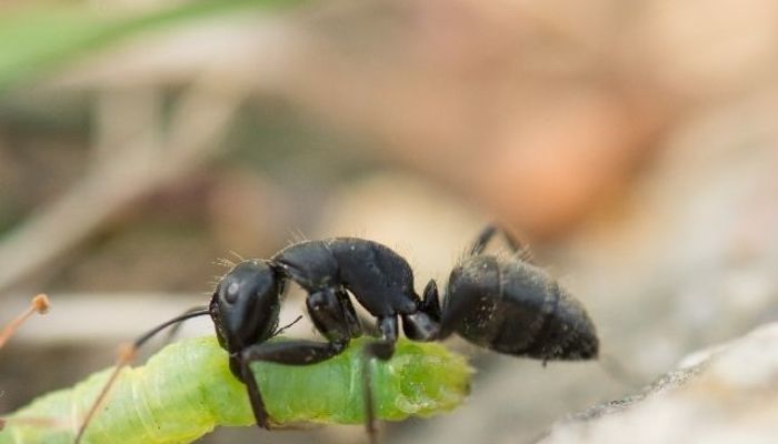 意外と名作が多い？ 不思議な魅力を持つ「アリもの映画」5選 | 大学入学・新生活 | 学生トレンド・流行 | マイナビ 学生の窓口