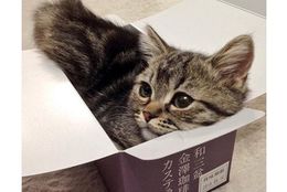 カステラ箱が大好きなネコさん！ 成長するにつれて……？　画像7選