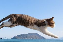 ベストショット！ 『飛び猫』写真家が撮影した愛に満ち溢れたネコ　写真12選