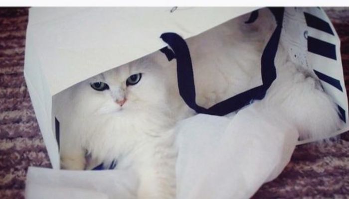 飼い主さんなら絶対共感できる 猫あるある 写真10選 大学入学 新生活 学生トレンド 流行 マイナビ 学生の窓口