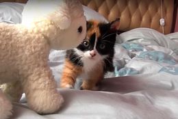 ​【動画】じりじり…じりじりと。ちょっとずる迫り来る小猫がかわいい！
