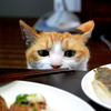 かわいすぎてたまらない……人間のご飯を狙うネコ　画像５選