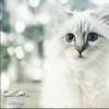 世界一有名なファッションモデル猫！ 真っ白い姿が愛らしいシュペット・ラガーフェルド