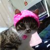 【里親募集中】ドローボーニャンコに美人ネコも……！　個性豊かな保護ネコ達　画像10選