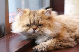 休み明けの憂鬱を吹き飛ばせ！ 癒される動物のTwitterアカウント7選「ももとみらい：北海道の大自然に暮らす猫とリス」
