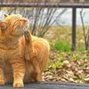 のんびりと時間が流れる瞬間！ 公園で過ごすネコちゃん達の素の姿　画像10選