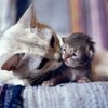 ネコ×子猫、ネコ×赤ちゃん！ かわいいものとかわいいものが一緒になった　画像10選