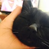 あなたも黒ネコが好きになる？ とってもかわいいネコちゃん達　画像10選