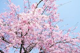 お花見の参考に！ 2016年の桜の開花予想ってどうなっているの？