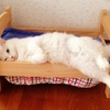 海外でも話題!! 『IKEAの人形用ベッド』をネコさんに使ってもらったら……