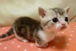 子猫のかわいさは最強説！ かわいすぎるネコの赤ちゃん　画像10選