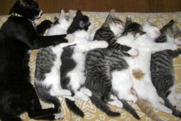 母ネコと子ネコのやりとりにほっこり！ ネコの親子たち　画像10選