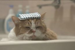 お風呂でのんびりと！ 気持ちよさようにお風呂につかるネコ達　画像10選