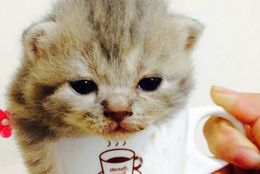 激カワ♪マグカップにすっぽり入っちゃう子猫たち　画像10選