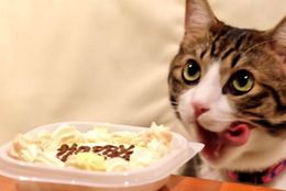 ご飯を食べるにゃ！ ネコちゃんのかわいすぎるご飯風景　画像10選