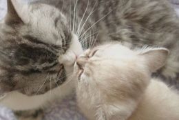 かわいい姿に胸キュン！ 愛らしいコロコロ系の子猫たち　画像10選
