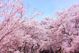 春到来！ お花見で聴きたい桜ソング8選
