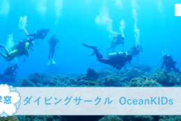 【ダイビングサークル  OceanKIDs ＠関東】を紹介！一緒にダイビングを楽しもう！#春からFES2021