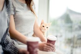 【猫カフェ初体験】はじめての「猫カフェおどおど」を解決　＃あつまれ！_おどおど学生。