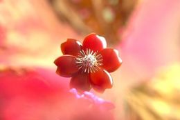 華道とジュエリーの融合！？「LIGHT OF FLOWERS 花と光」特別動画を公開 #Z世代Pick