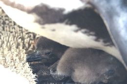 【四国水族館】1年半ぶりにケープペンギンの雛が誕生しました！ #Z世代Pick