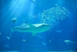 【大阪にある世界最大級の水族館に行ってみたい…！】「『海遊館』おどおど」＃あつまれ！_おどおど学生。