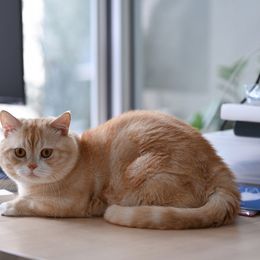 祖母の家で横になりテレビを見ていると飼い猫のミーが顔の前に居座り始めた。…｜エッセイ企画「#Ｚ世代の目線から」キーワード：あなたの2022