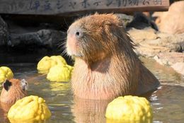 伊豆シャボテン動物公園「元祖カピバラの露天風呂」40周年記念【公式】オリジナルソング発表！！ ＃Z世代Pick