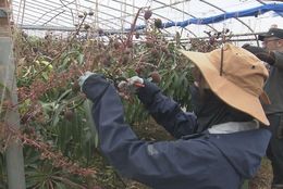 「農業は辛い仕事ではない」。沖縄のマンゴー農園で「おてつたび」した学生・吉村ことはさんが語る、農業の可能性