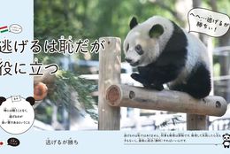 パンダに癒されながら、世界＆日本のことわざを学べる「癒し」と「学び」のフォトブックのゲラ読み書店員を募集！ #Z世代Pick