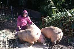 北陸初の放牧養豚を実現。6次産業化プロデューサー・川瀬 悠さんが語る、農福連携の未来と農業の魅力
