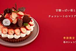 札幌の洋菓子【きのとや】2月限定。甘酸っぱい苺と濃厚なチョコレートのマリアージュが絶妙な「苺のショコラタルト」が今年も登場！ #Z世代Pick