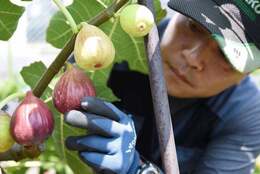 「朝採り・完熟」太陽がまだ昇らない早朝から、赤く熟した実（完熟）を一つひとつ丁寧にもぎ取る #Z世代Pick