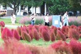 【海の中道海浜公園】必見！2,000株のコキアが紅葉の見頃に！！ #Z世代Pick