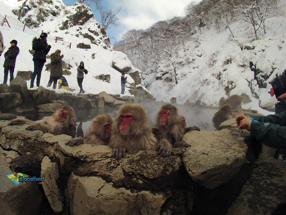 「Snow Monkey」「ウサギ島」日本ブームは食やアニメだけじゃない！ 日本の動物に驚く外国人のまとめ