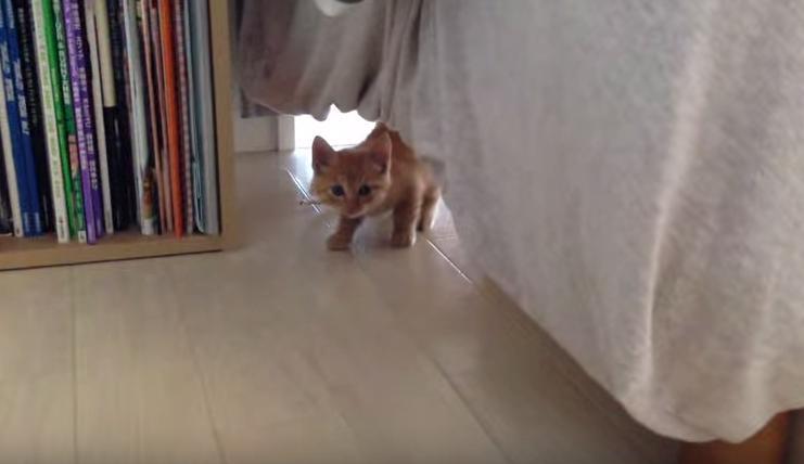 【動画】抱きしめたい可愛さ!!拾った翌朝、茶トラ猫がベッドの下からおそるおそる顔を出し...