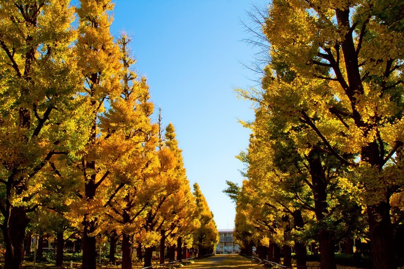 秋といえば紅葉！ 東京近郊にあるおすすめ紅葉スポット5選