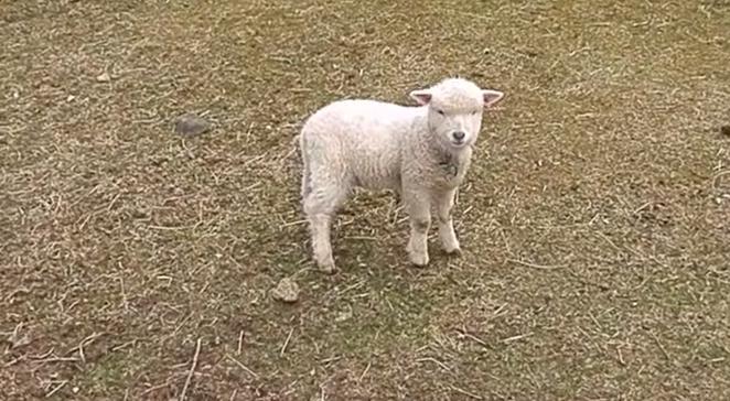 帰り道、めーめー言いながら追いかけてきた赤ちゃん羊が可愛すぎる！