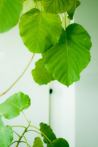 部屋のイメチェンに！ 初心者でも育てやすいおすすめの観葉植物6つ