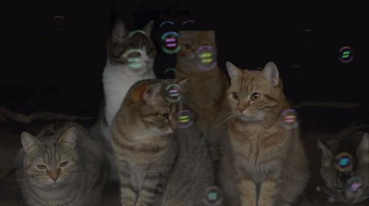 見とれたり、驚いたり・・！9匹の猫たちが初めてシャボン玉を見てる動画がとてもいい
