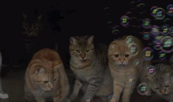 見とれたり、驚いたり・・！9匹の猫たちが初めてシャボン玉を見てる動画がとてもいい