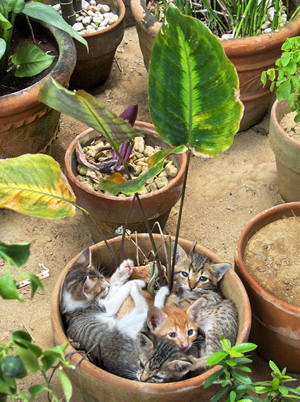 ぎゅうぎゅう押し込められている姿がなんともかわいい！ 植木鉢にはまっているネコ 画像8選