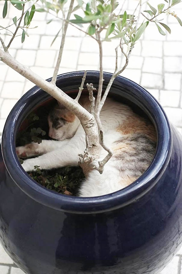 ぎゅうぎゅう押し込められている姿がなんともかわいい！ 植木鉢にはまっているネコ 画像8選