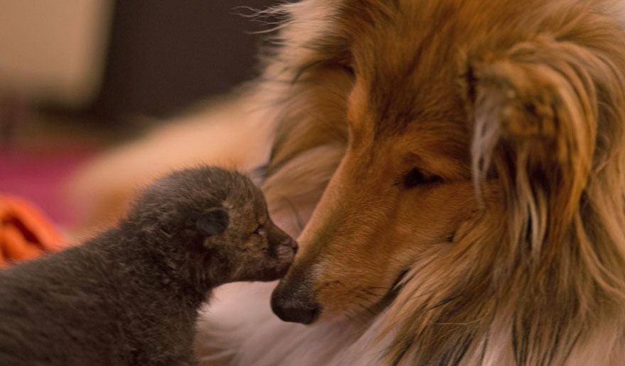 感動！ 親のいないキツネの赤ちゃんを育てるコリー犬 写真10枚