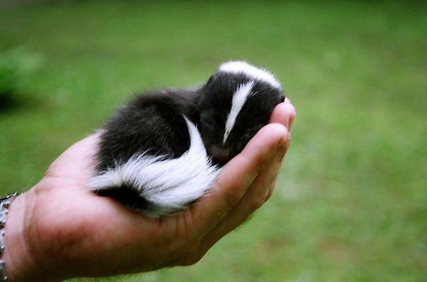 ミニサイズ！ 人間の手のなかにすっぽりおさまった動物の赤ちゃん写真8枚