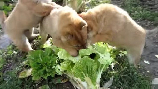 ３匹の子犬がおいしい白菜の争奪戦だワン！